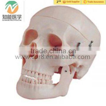 medical lifesize realistic new 1:1 white human skull replica model human skull