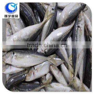 Wholesale Fish Horse Mackerel photo-4