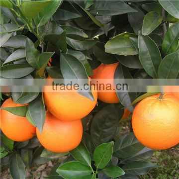 Wholesale price of Fresh Navel Orange