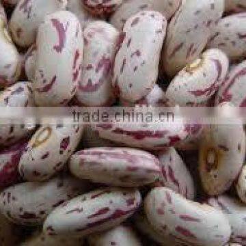 speckle kidney beans with high quality