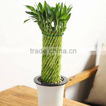 Braided lucky bamboo plant