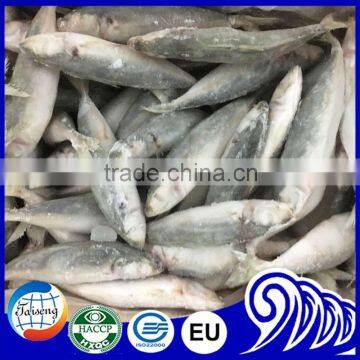 Very Fresh Sea Frozen Horse Mackerel for Sale photo-2