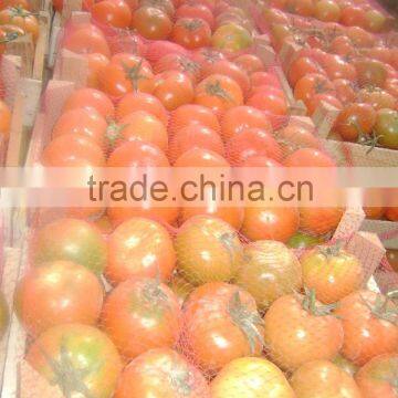 fresh tomato