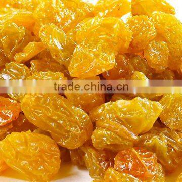 export quality golden raisin