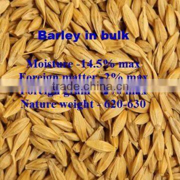 Barley