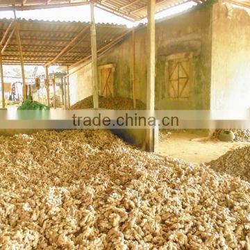 Excellent Quality Ginger from viet nam 2014 - 2015