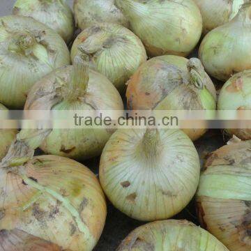 china new crop of onion harvest!