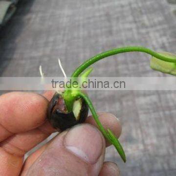 2015 Water Lily Lotus Seeds For Growing For Family Pot Landscape photo-2