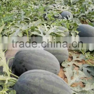 Hybrid F1 watermelon seeds For Growing-Hei xiao bao