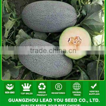 JSM07 Pengba 85 day mature high suger content hybrid sweet melon seeds f1 for sale