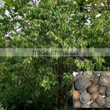 Indian Sandal forestry tree seeds Santalum album India