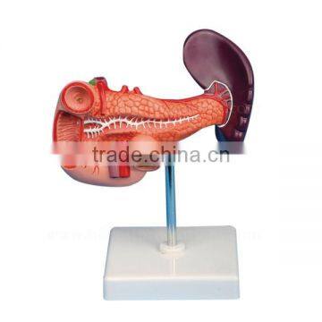 Pancreas Spleen Duodenum Teaching Organs Human Body Anatomy Model photo-2