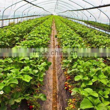 Low Cost Strawberries Agricultural Tunnel Greenhouse photo-2