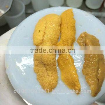 UNI Sea Urchin photo-5