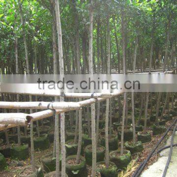 Ficus Nitida Landscaping Trees for Outdoor