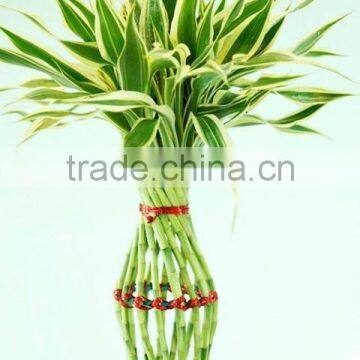 Lucky Bamboo photo-5