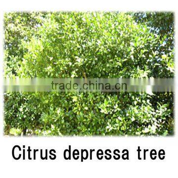 High Quality Herbal Slimming Tea Baby Spoon at Reasonable Prices Small Lot Order Available photo-2