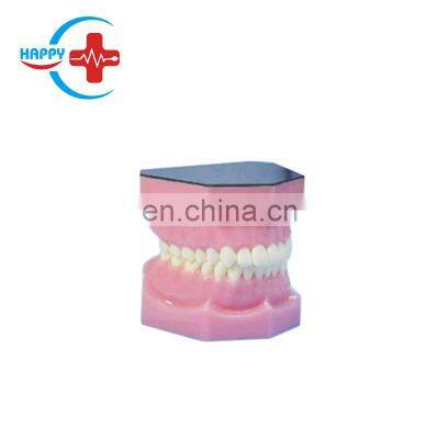 HC-S424 High Quality Double full mouth model/tooth model,human teeth model for sale