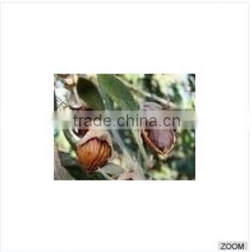 High Quality Jojoba Seeds 002 0104214672