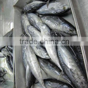 100-200g frozen bonito