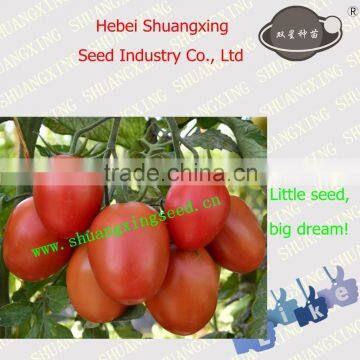 Processing type Best quality Tomato Seed