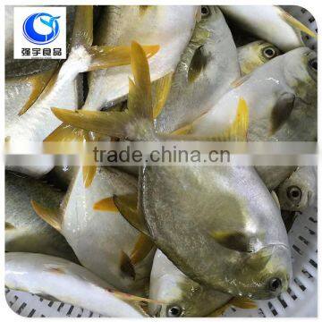 wholesale frozen seafood pomfret fish