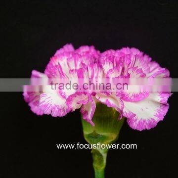 Building Decoration Natural Carnation Flowers For Wholesale Purple High Quality Carnation