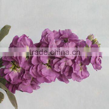 best selling fresh cut violet purple flowers from yunnan