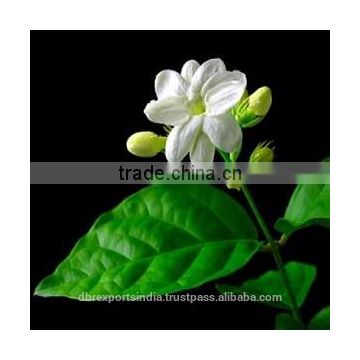 Indian Jasmine Sambac Oil