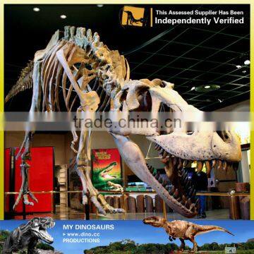 MY Dino-C024 Life Size Golden Dinosaur Skeleton photo-6