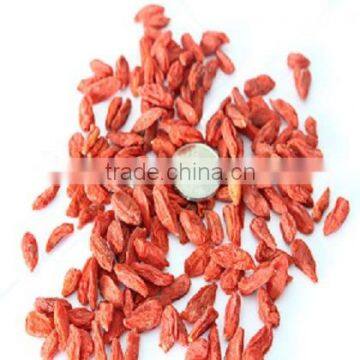 2015 new dried fresh organic wolfberry /fresh goji berry