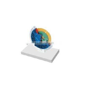 Cut Section Viscous Fan Clutch Teaching Equipment