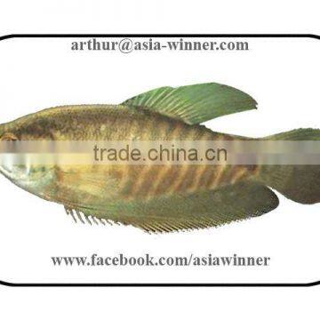 SNAKE SKIN GOURAMI (Trichogaster pectoralis)