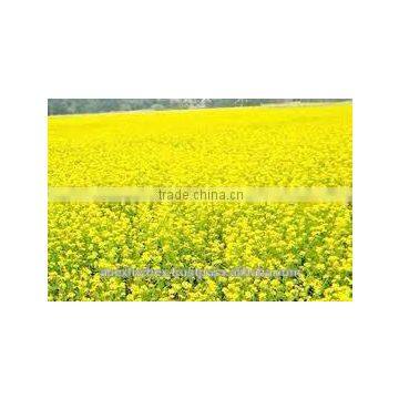 Honey From India / Mustard Honey / Ber Honey / Multi Flora Honey photo-2