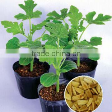 Hybrid F1 Roots Stock Seeds for grafting