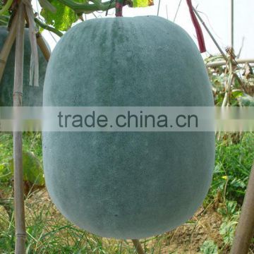 Winter melon seeds wax gourd seeds for growing-Vermicelli