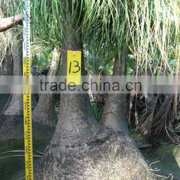 Beaucarnea Recurvata Lem Nolina Recurvata of Outdoor Landscape Ornamental Decorative Trees Plants