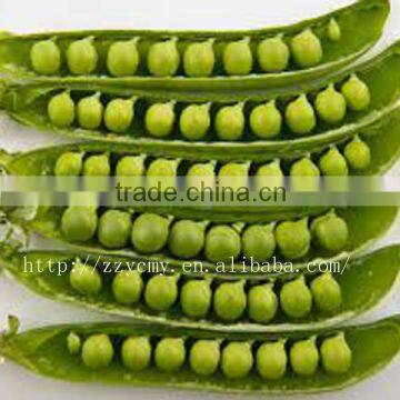 frozen canned green peas peeling for sale