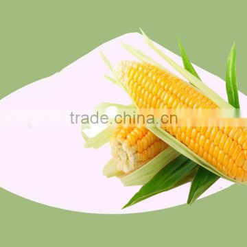 qingyuanfood dextrose monohydrate