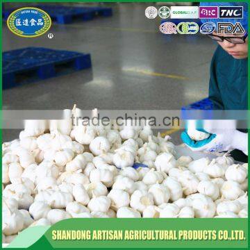 Super Quality Fresh Garlic photo-4