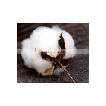 Indian Raw Cotton (Shankar-6)