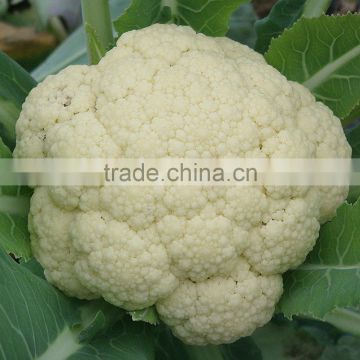 CF48 Genius 48 days extra early maturity hybrid white cauliflower seeds