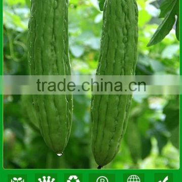 MBG01 Guize high quality bitter gourd seeds for sales