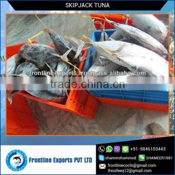 Frozen and Canned Fresh Tuna Fish from Reliable Supplier