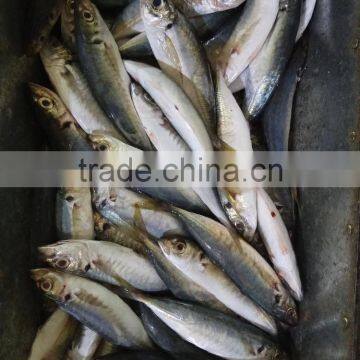 Hot sale Frozen W/R horse mackerel fresh fish