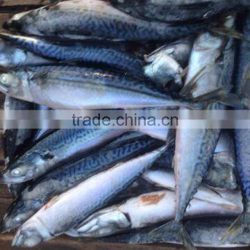 Sea Frozen Pacific Mackerel photo-3