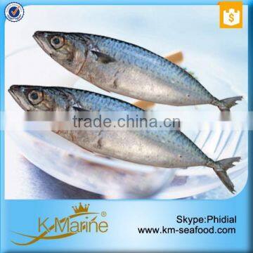 Hot Sale Competitive Prices Land Frozen Mackerel Fish Benefits