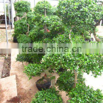 Carmona Microphylla bonsai ready for shipment