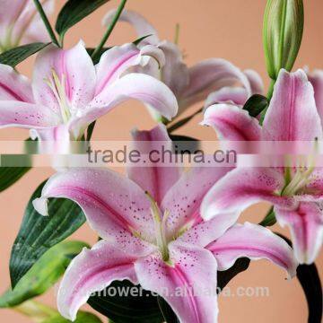 A Grade ISO9001 Certification Fresh Pink Lily Flower For Sale