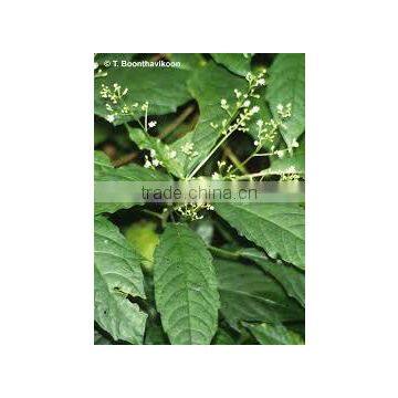 BALIOSPERMUM MONTANUM photo-2